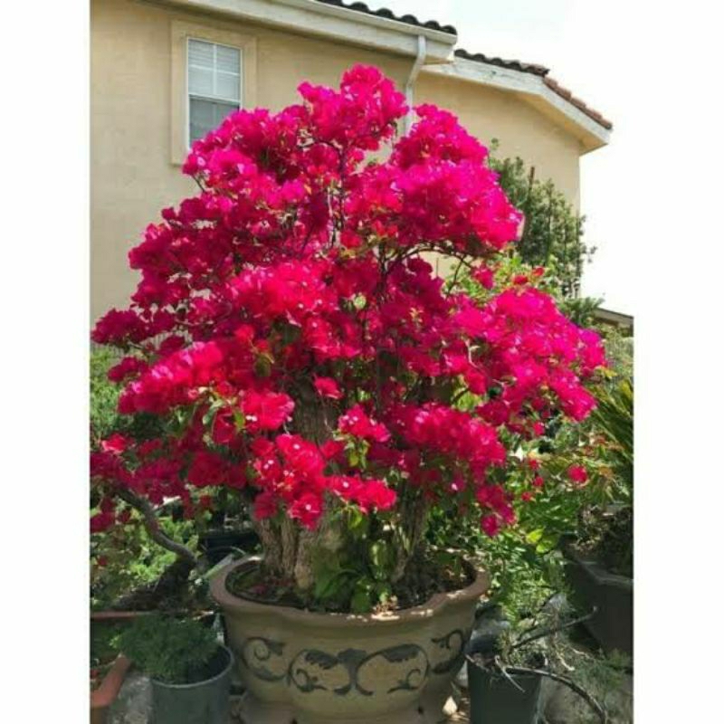Bunga Bougenville merah 1 warna bunga kertas