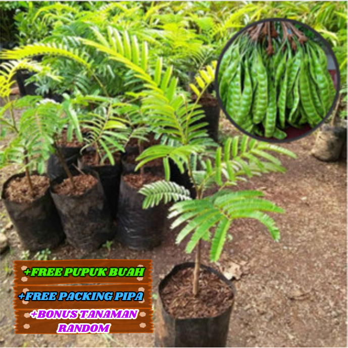 Bibit Petai / Pete JUMBO Super Unggul