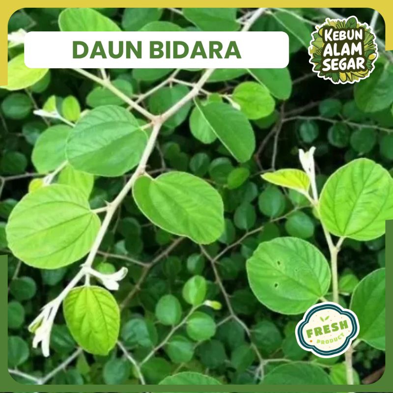 

DAUN BIDARA SEGAR 100 lembar langsung petik