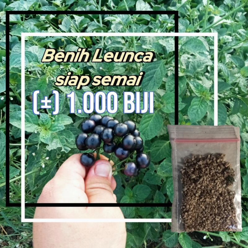 

Benih Leunca Lenca (±) 1.000 Benih Siap Semai Leunca Lalap Lalapan