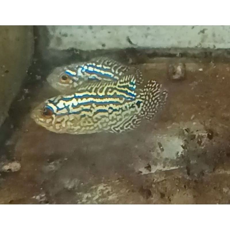 Kamfa f2 super red ori thailand