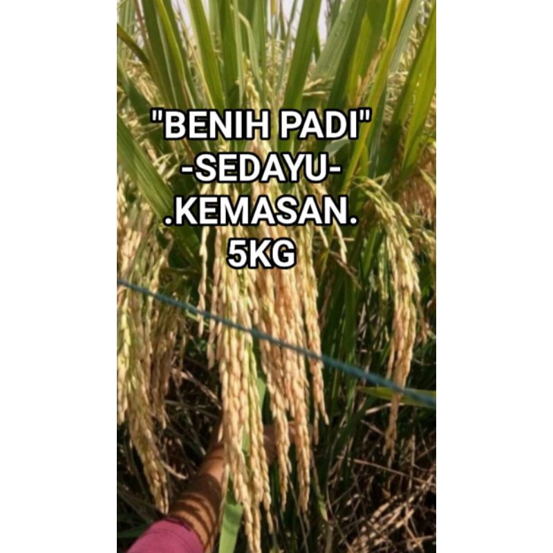 

Benih Padi SEDAYU,5KG.kuning melekat