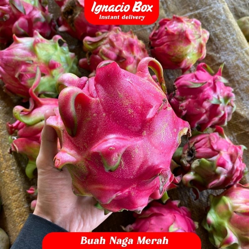 

Buah Naga Merah Segar Kebun | Buah Naga Organic Fresh IGNACIOBOX Fruit