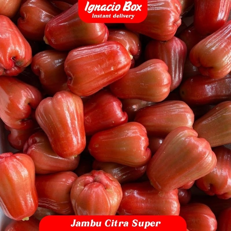 

Jambu Citra 500gr IgnacioBox