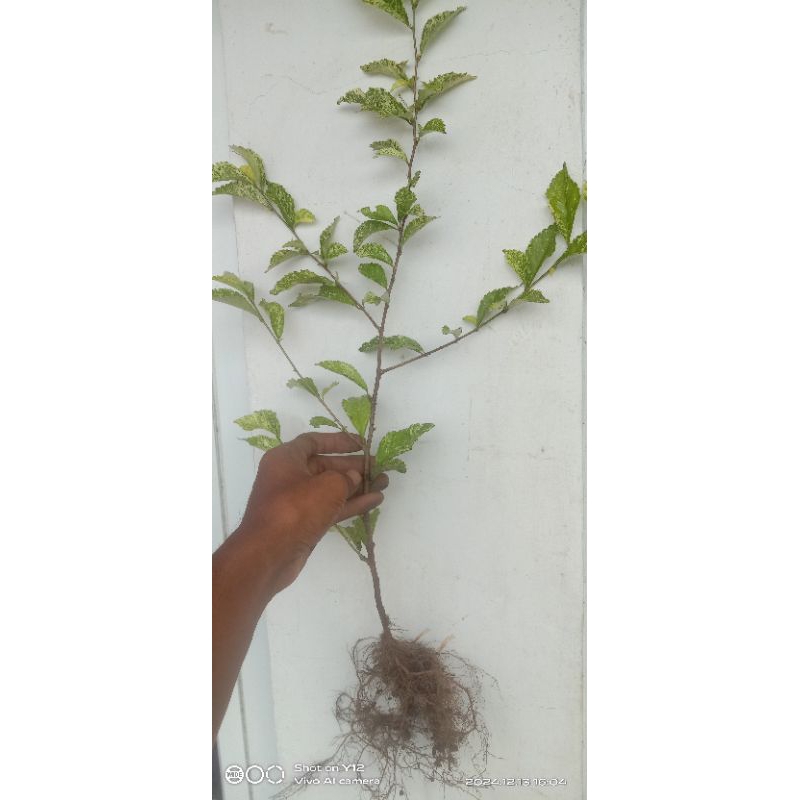 tanaman hias tehtehan varigata, bahan bonsai, pagar taman