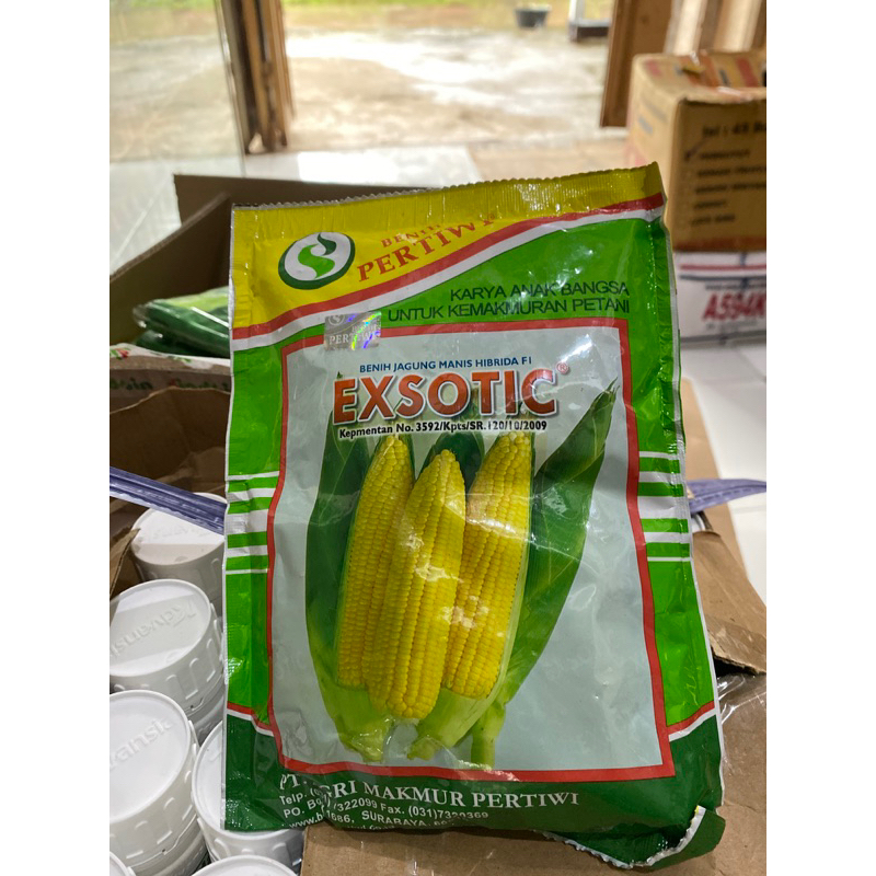 Jagung Manis Exsotic Pertiwi