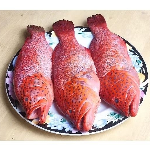 Ikan Kerapu Sunu Frozen/ Beku 1 Kg