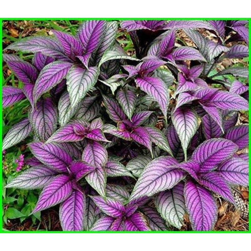 Tanaman miyana ungu (persian sild)