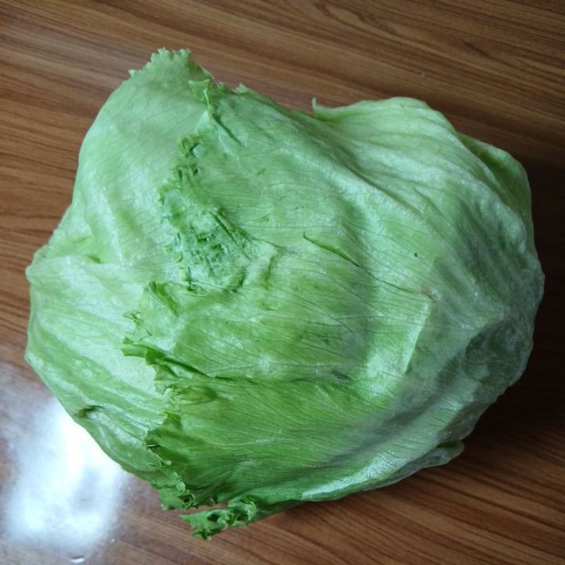 

Lettuce Head / Iceberg Lettuce Fresh