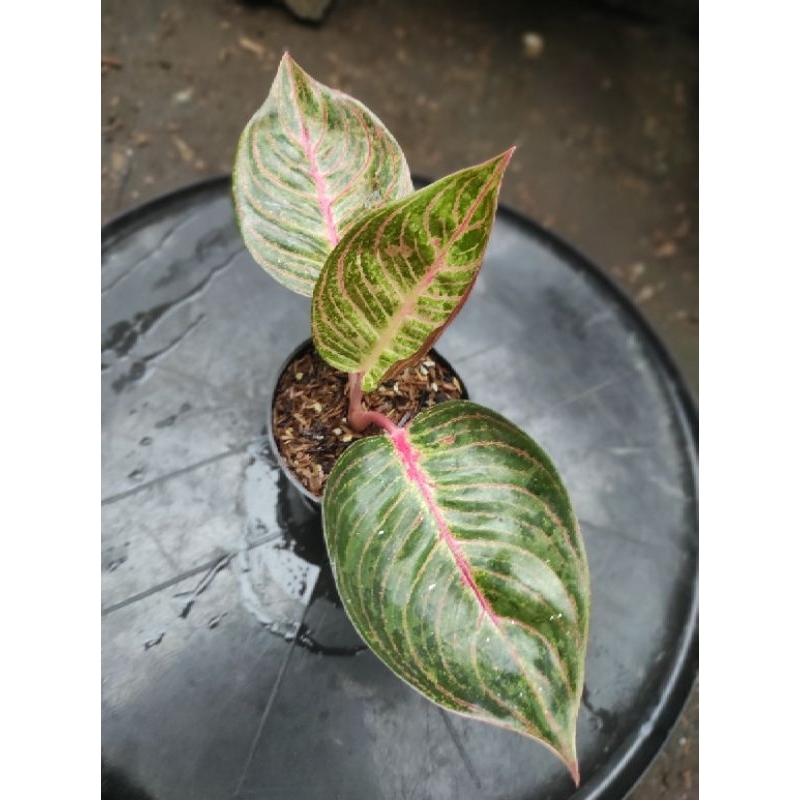 Aglonema Hughes Merah