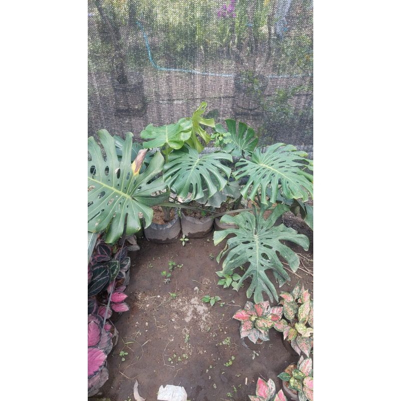 monstera king besar