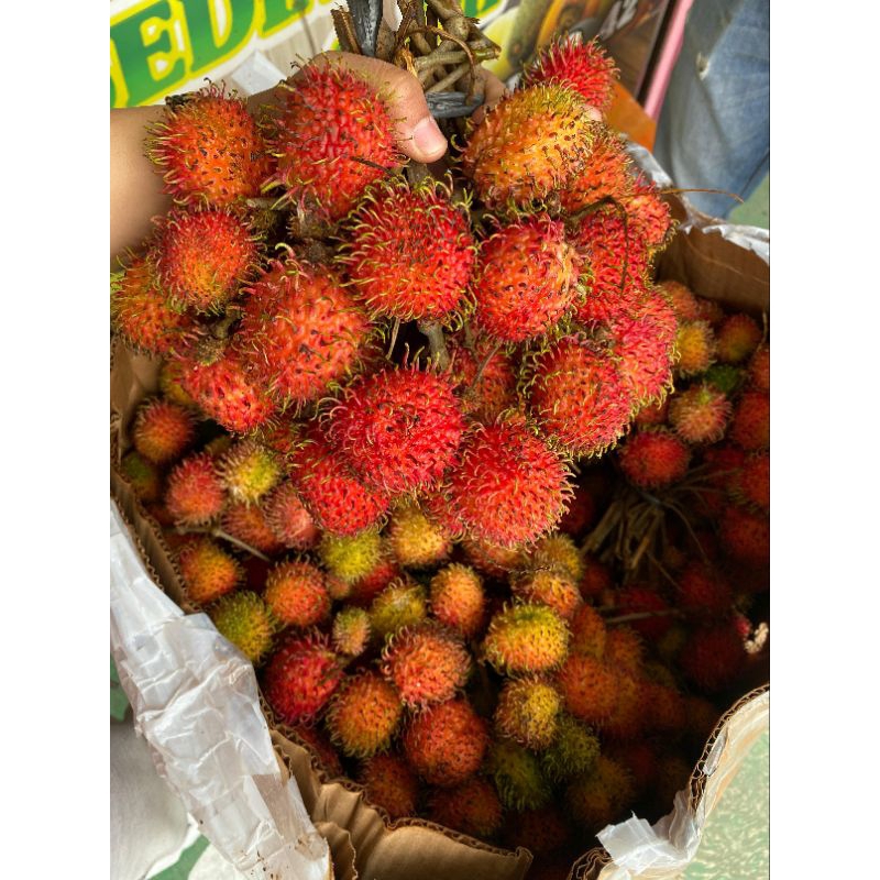 

Rambutan Rapiah PROMOO 1 ikat kurleb 1 kg