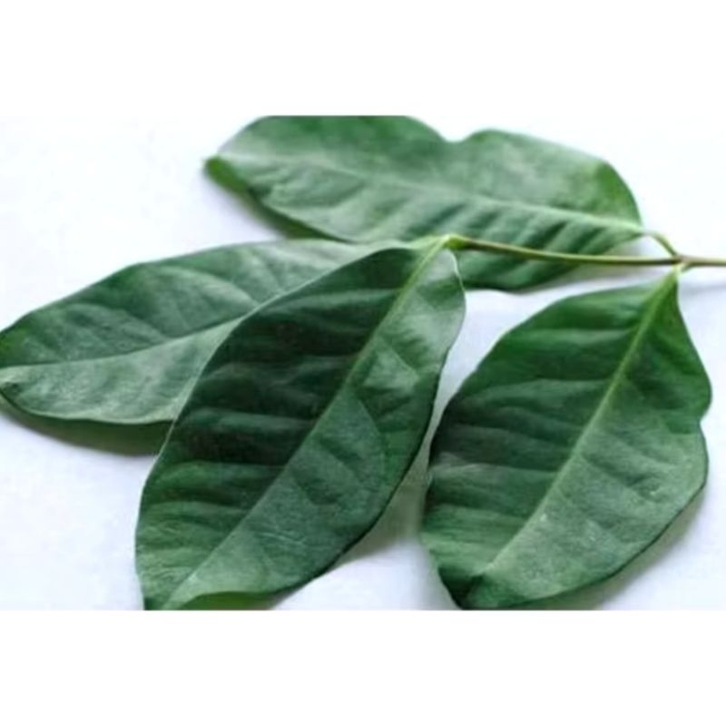 

Daun Salam segar per ikat