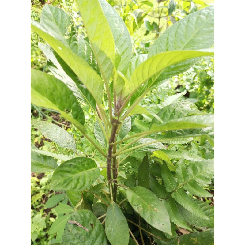 

Daun reundeu (murraya paniculata) mengobati batu ginjal dan batu kandung kemih, sulit berurine, melawan infeksi, meredakan nyeri dll, segar asli lalapan khas kampung daun reunde muda dipetik kerika order masuk
