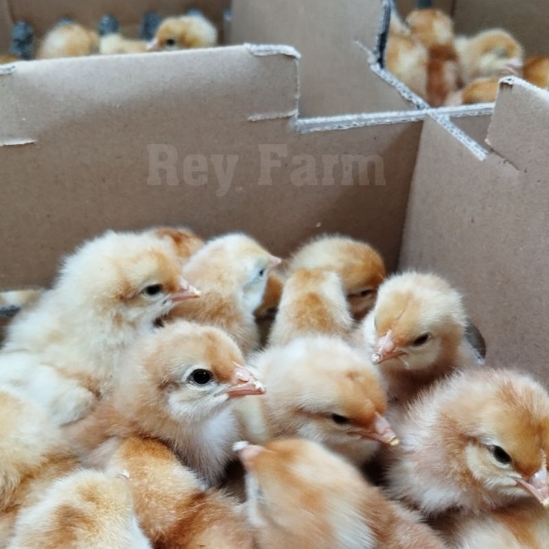 Doc Petelur / Bibit Ayam Petelur 1 Bok isi 100 ekor