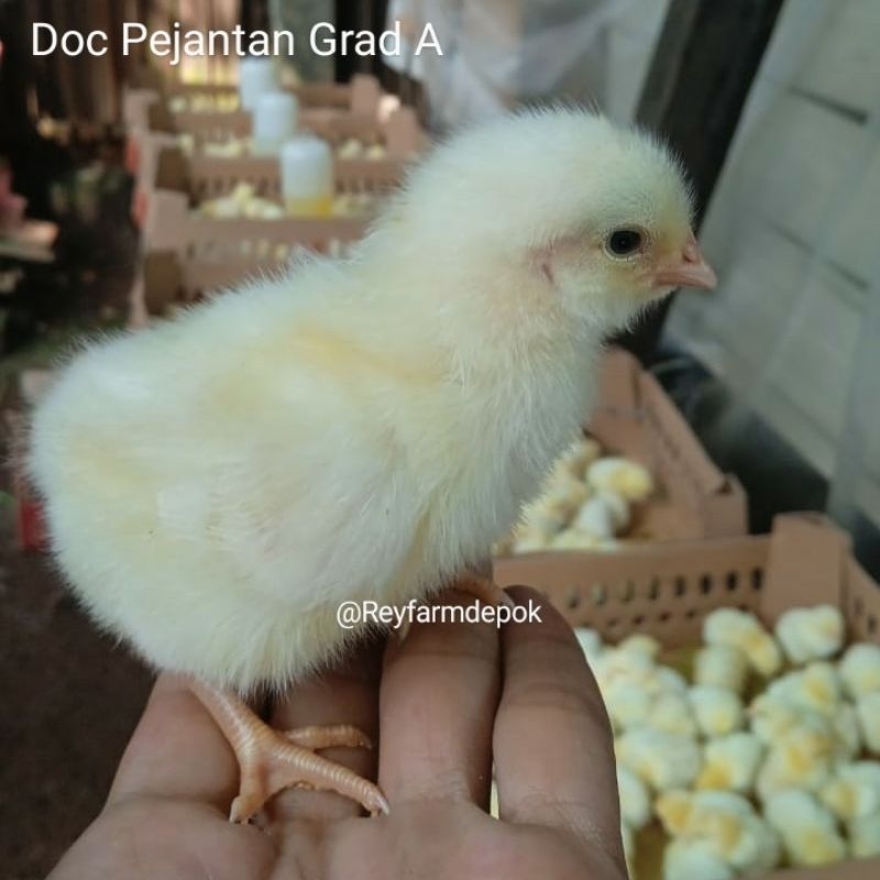 Bibit Ayam Negri / Doc Pejantan