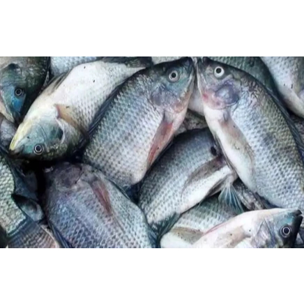 

Ikan Mujair Segar bergaransi | 500 g - 1 kg