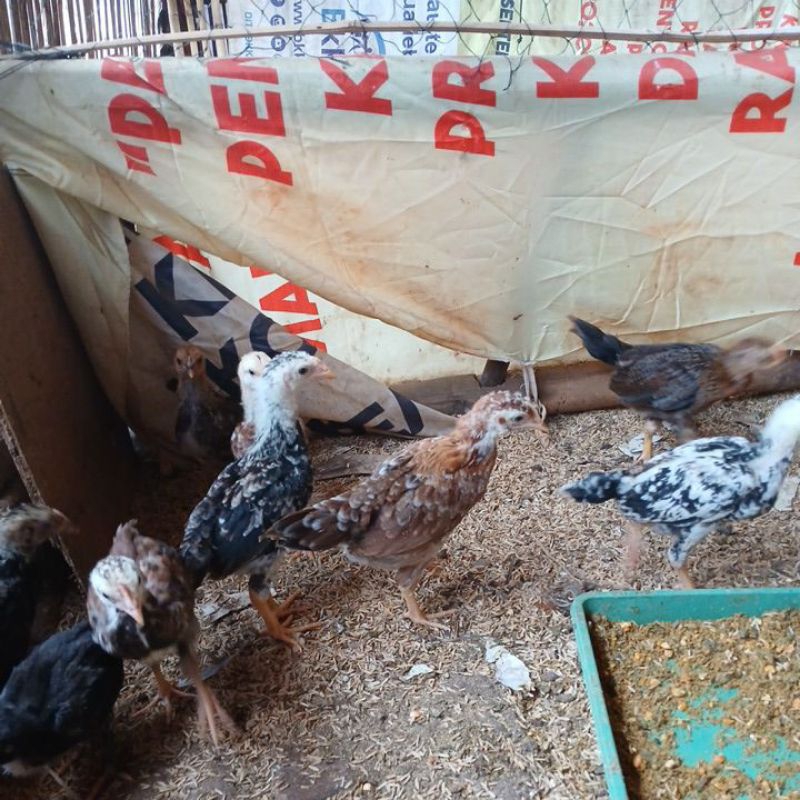 ayam KUB 2 JANAKA USIA 1BULAN ( GALUR MURNI ASLI KUB2)