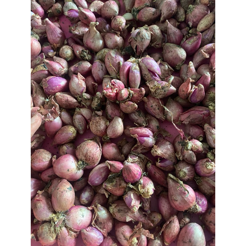 

Bawang Merah
