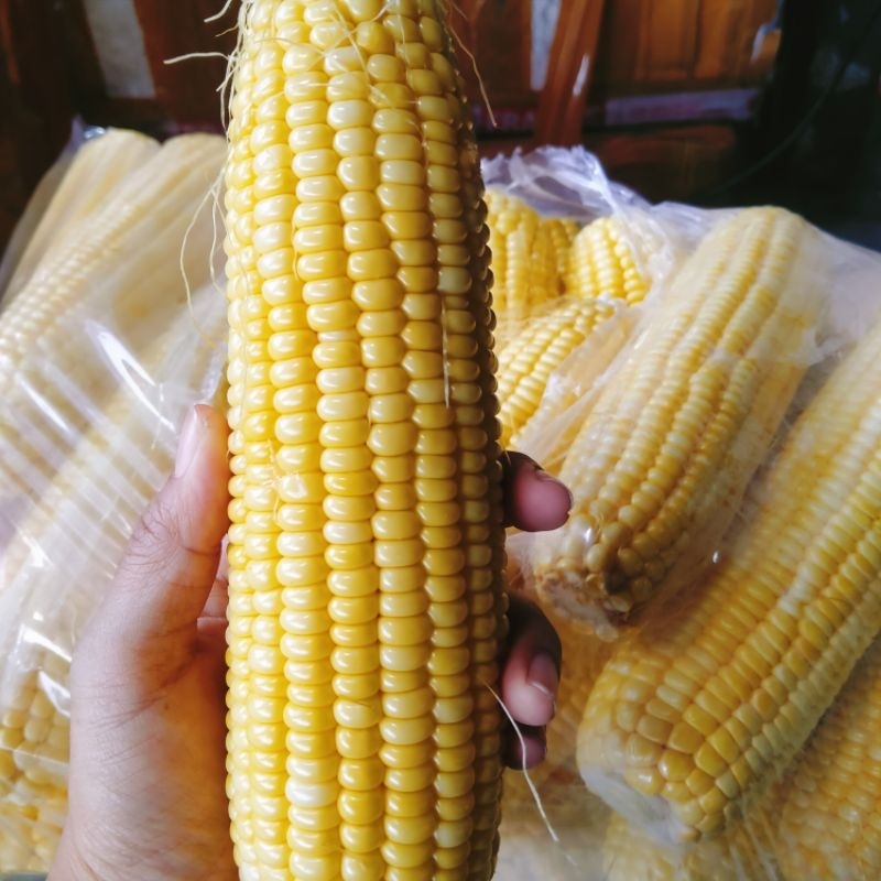 

PROMO JAGUNG MANIS UTUH FRESH PERKG ISI 3