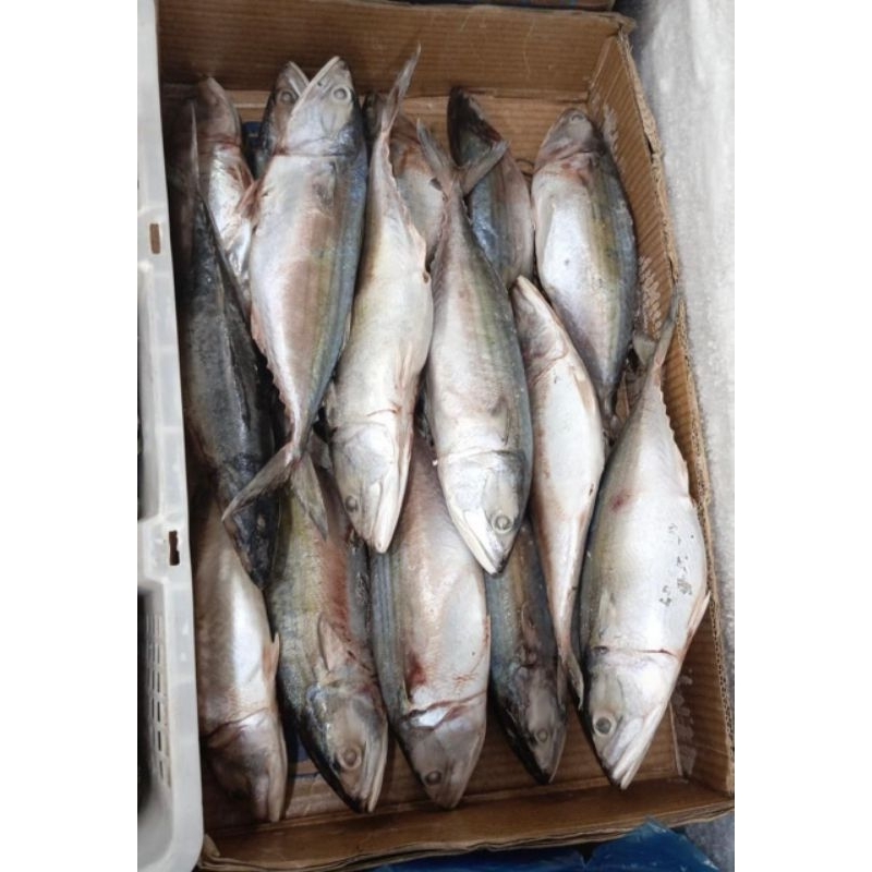 

Ikan Kembung Banjar 1Kg