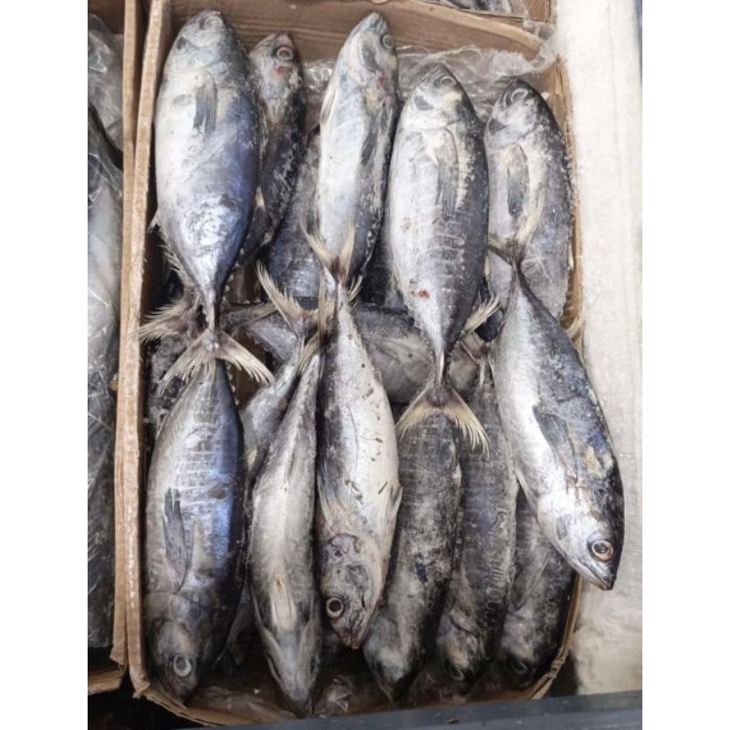 

Ikan Baby Tuna 1Kg