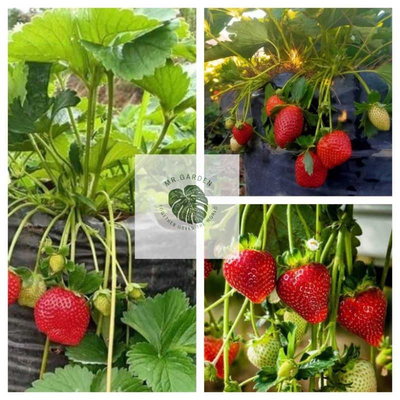 Bibit Tanaman Buah Strawberry Mencir Berbuah