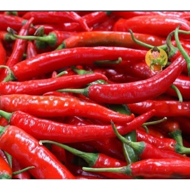 

Cabe Cabai merah besar 500gr