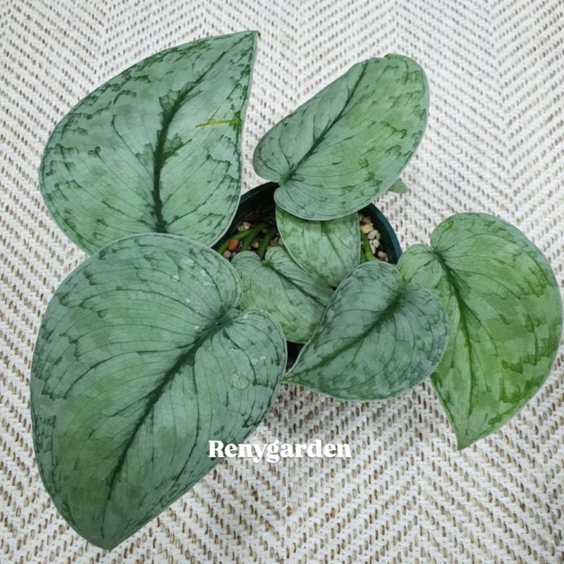 Scindapsus silver cloud