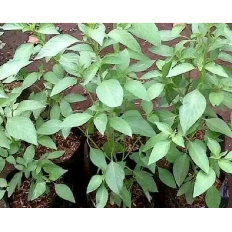 bibit daun kemangi siap tanam