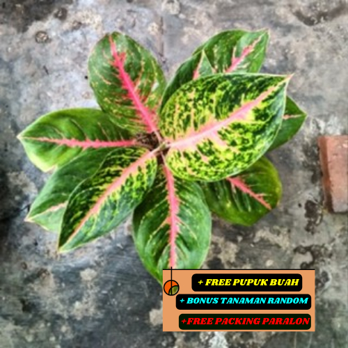 Aglonema / Tanaman Hias Big Papa Mutasi Si Ratu Daun Super Cantik