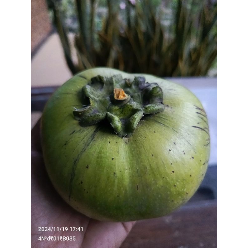 

Buah Black Sapote Tanpa biji Asli Fresh perbuah