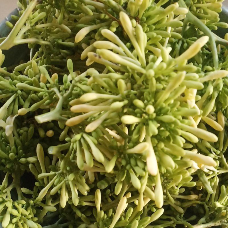 

bunga pepaya segar 250 gram