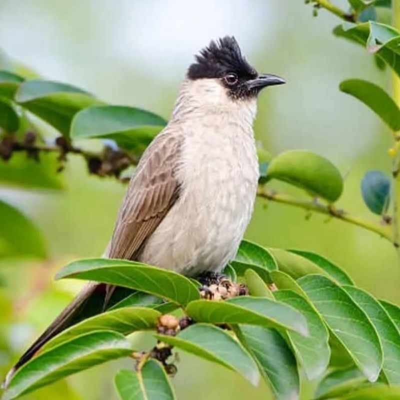 Tali Pikat Kutilang dan Trucukan / Tali Paud Burung Pikat