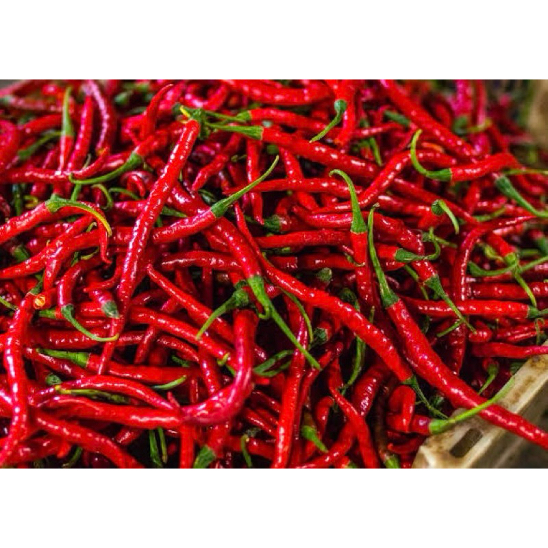 

Cabai kriting/keriting cabai merah