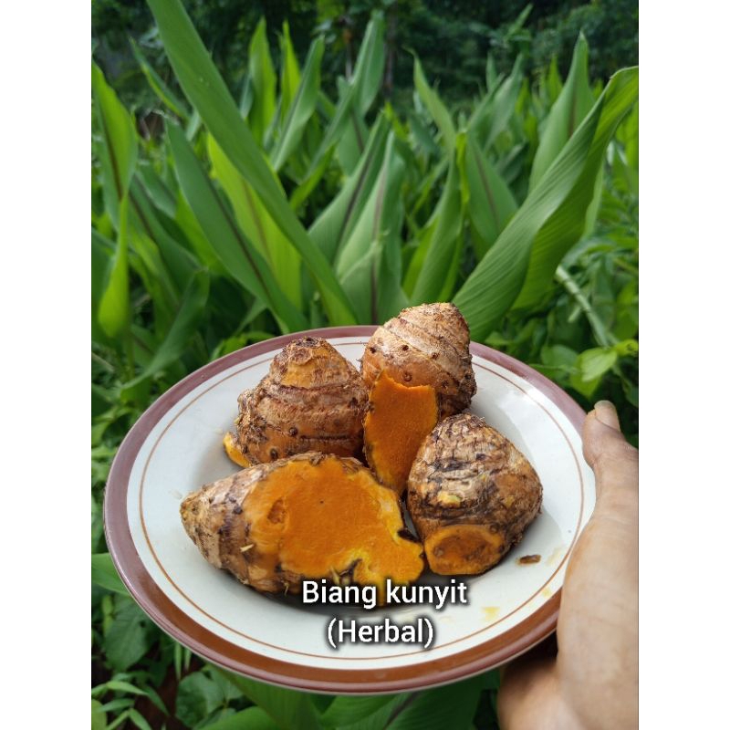 

rimpang / biang kunyit / kunyit herbal / hulu koneng 500g - 1kg obat tradisinal (Curcuma longa)