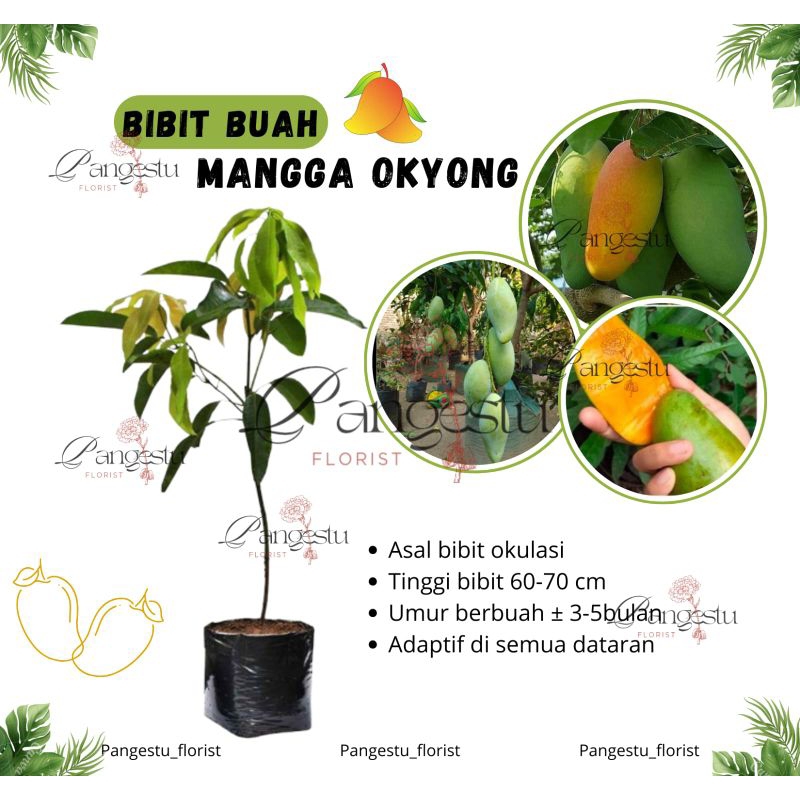 

Bibit Tanaman Buah Mangga Okyong