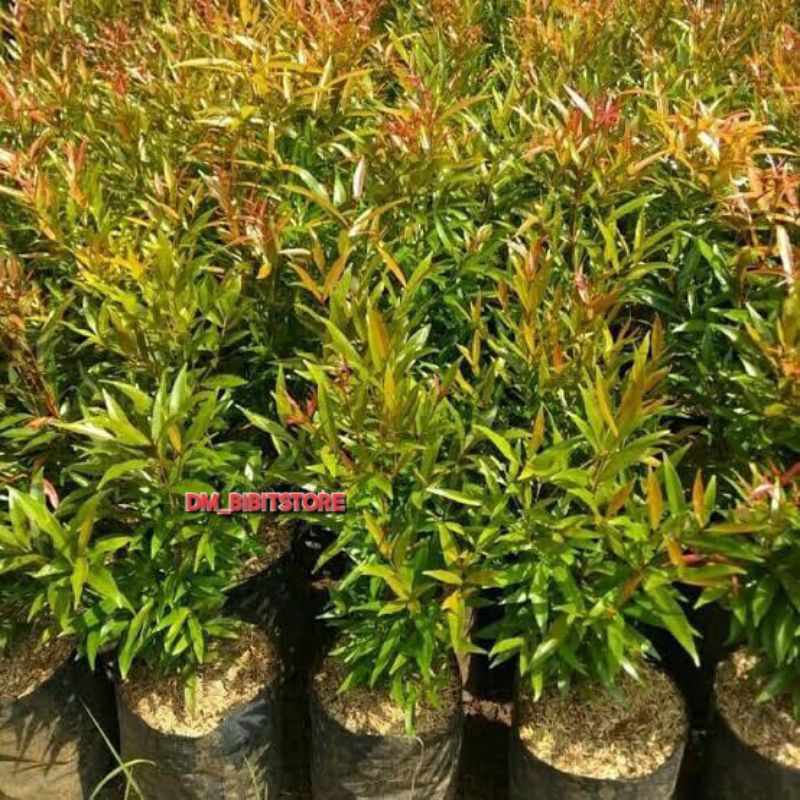 Bibit Pucuk Merah Siap Tanam | Tanaman Hias Pucuk Merah