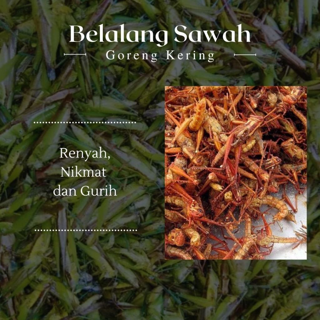 

Belalang Sawah Goreng Renyah – 4 Varian Rasa Lezat: Original, Gurih, Gurih Pedas, Pedas Manis