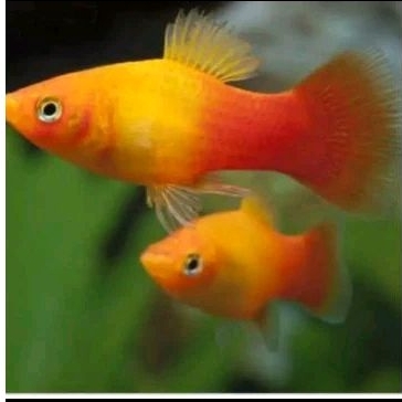 

KARDUS HIASAN AQUARIUM - PLATY SUNSET