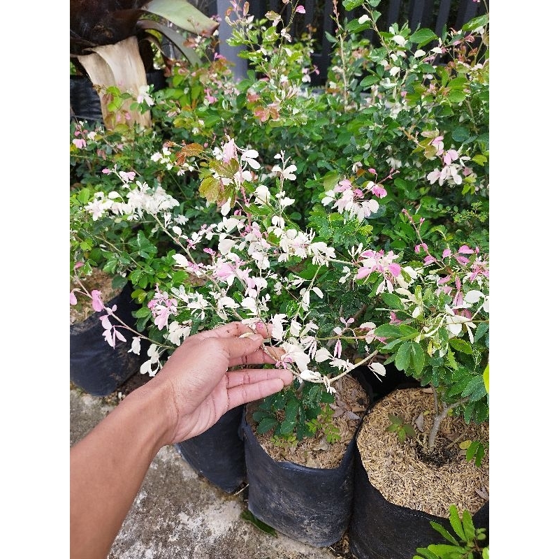 Tanaman Asem Belanda Batang Besar - Asem Londo - Asem Kranji - Tanaman Bahan Bonsai