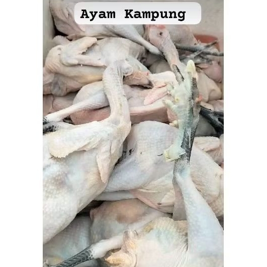 

AYAM KAMPUNG ASLI 1KG