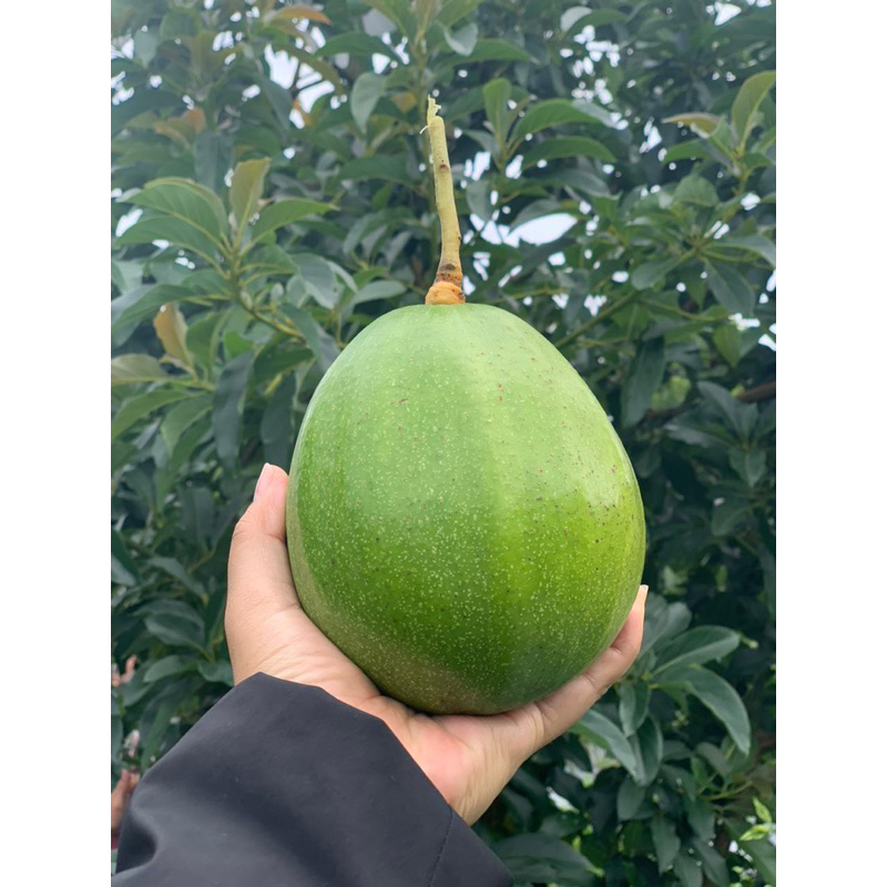 

Alpukat Aligator Jumbo Premium 1kg isi 1