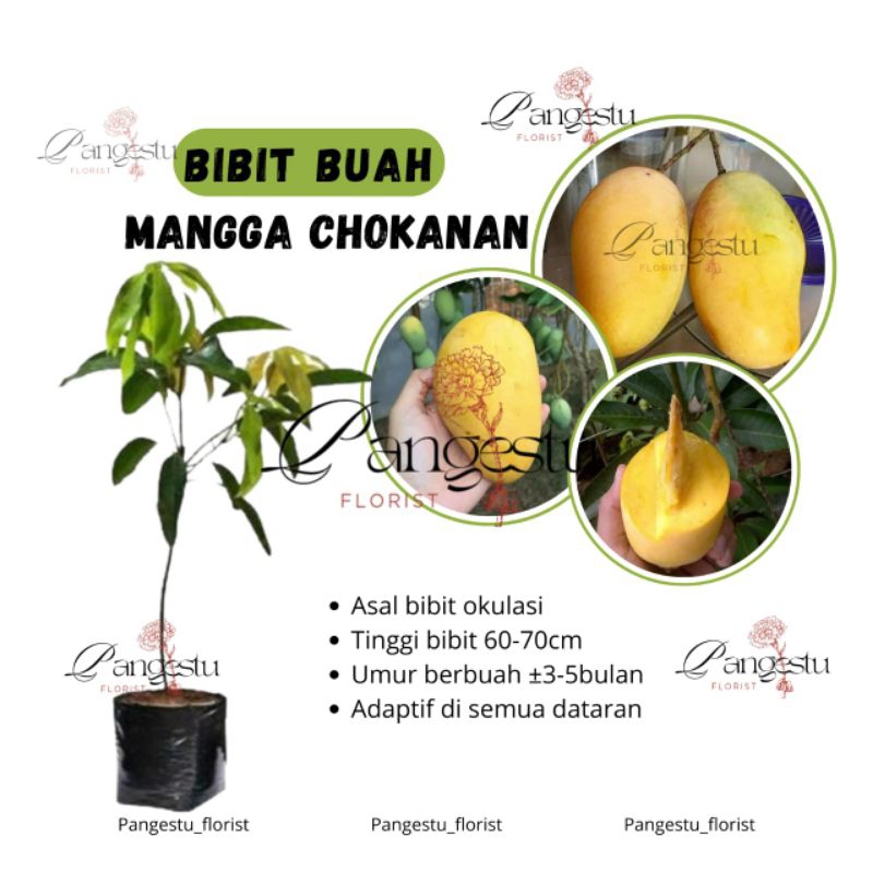 

Bibit Tanaman Buah Mangga Chokanan
