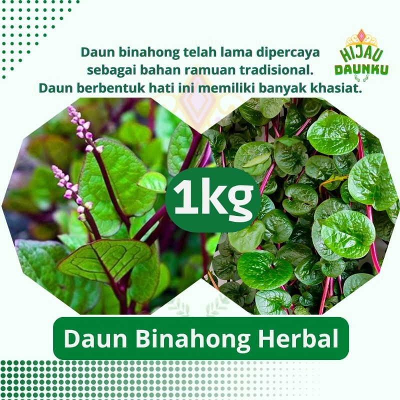 

Daun Binahong Segar 1kg Obat Herbal Alami