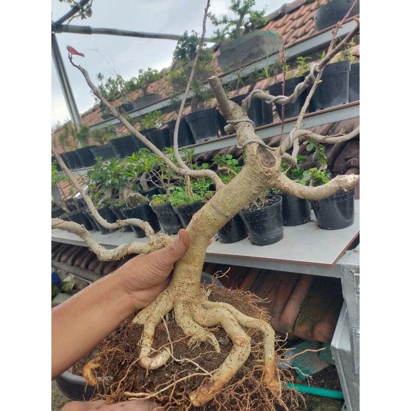 Bonsai waru varigata prokar