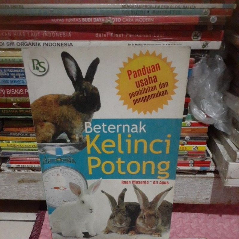 beternak kelinci potong