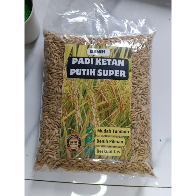 

PAKET GROSIR!! 1 KG BENIH PADI KETAN PUTIH SUPER UNGGUL siap tanam/BAHAN POKOK/BERAS