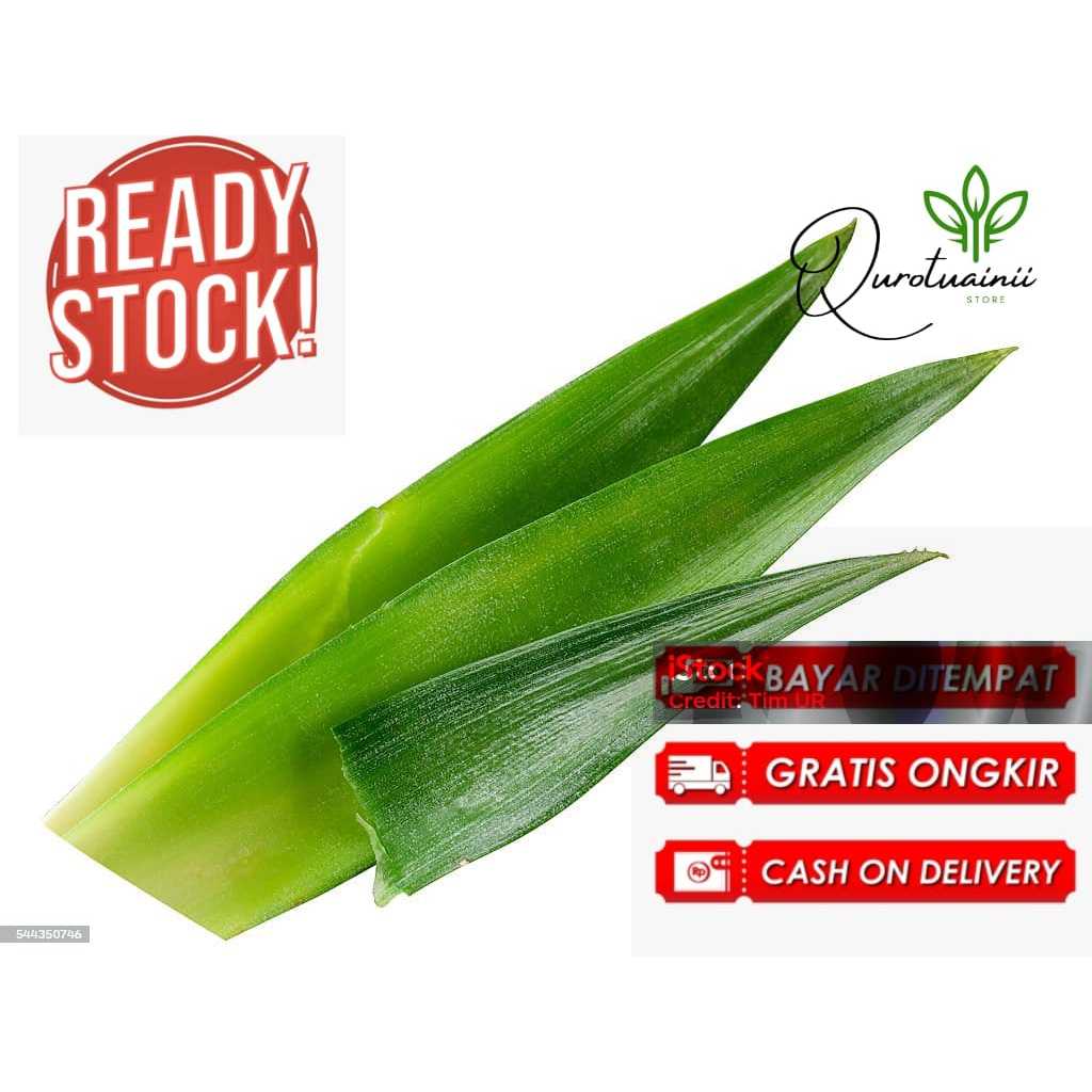 

promo herbal daun nanas segar obat wasir