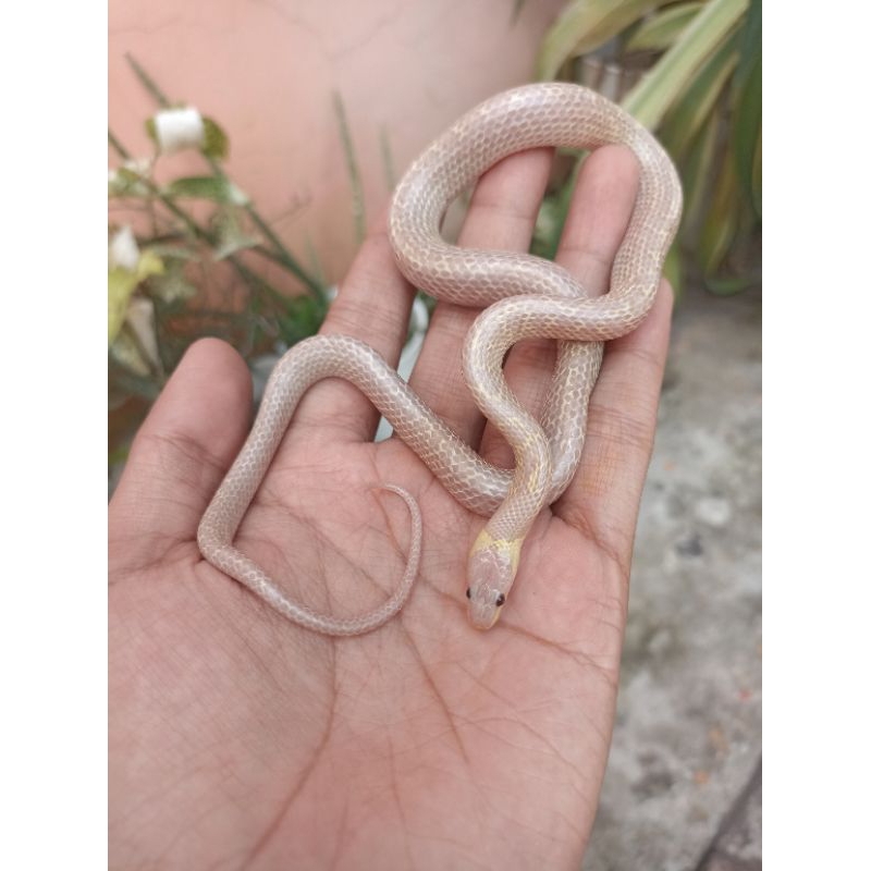 Replika Mainan Ular Lycodon Capucinus Albino